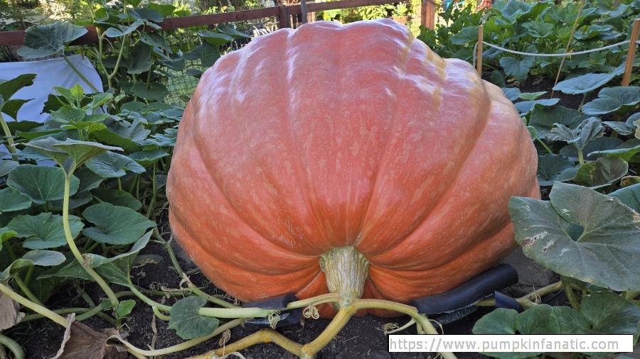 fruitImages/1274 Larson 2025B.jpg